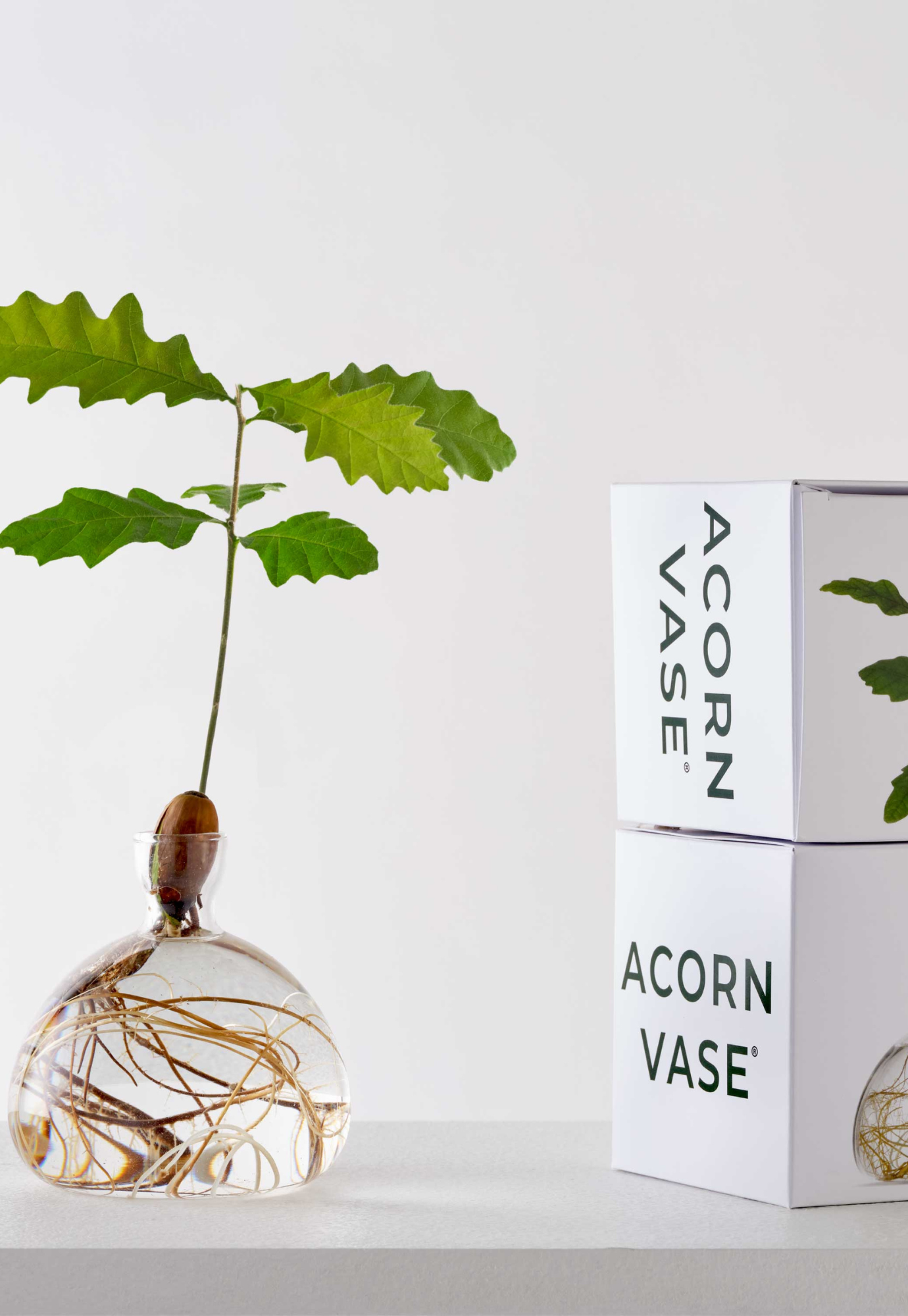 ilex studio - acorn vase - clear