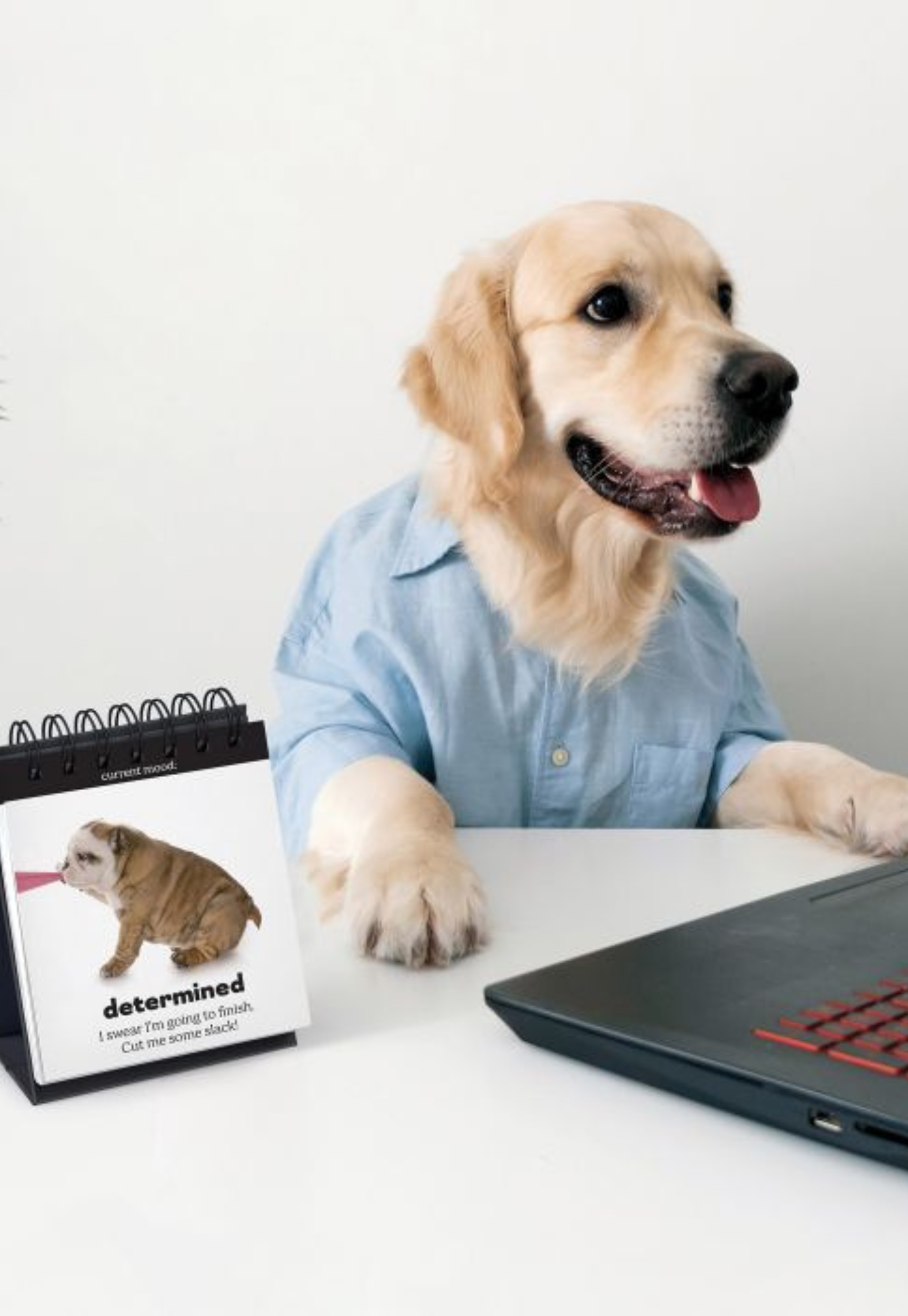 fred - daily doggo - desktop flip book