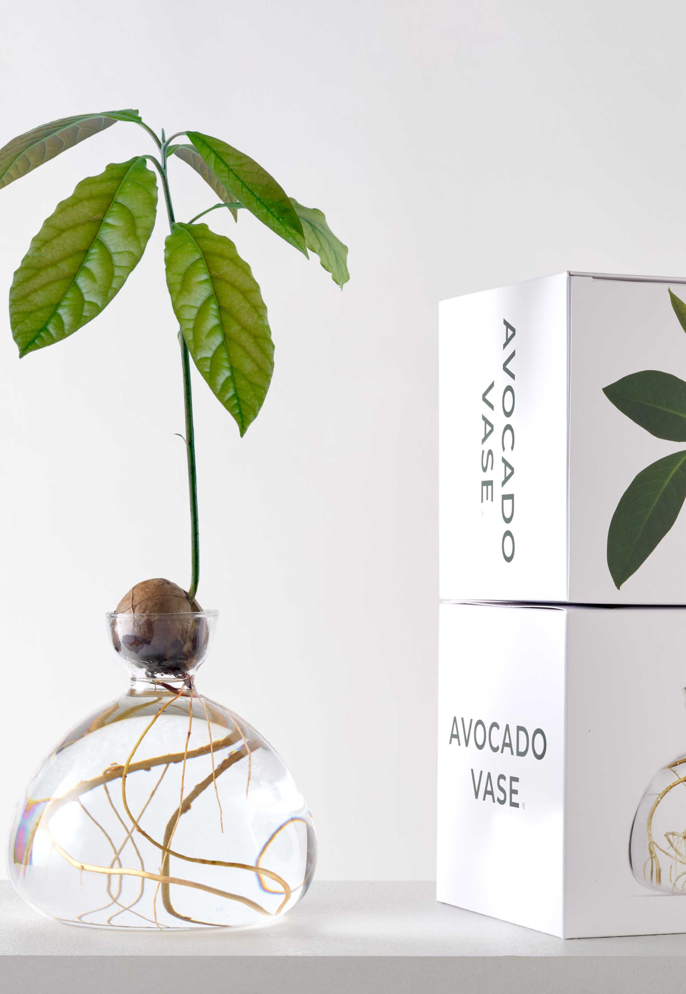 ilex studio - avocado vase - clear