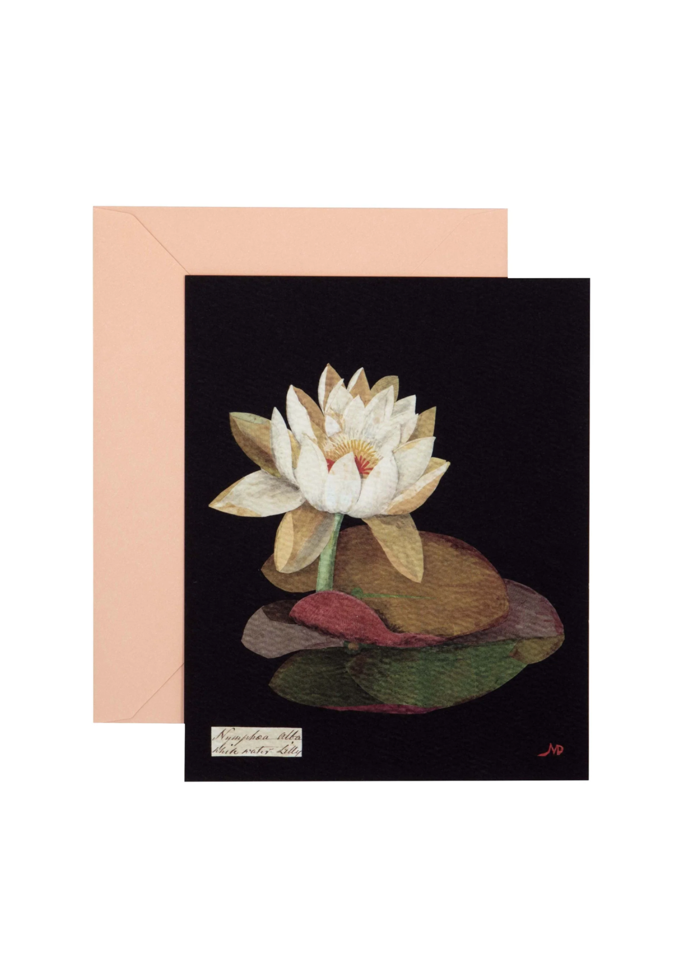 paper flowers - 12 flat cards & envelopes