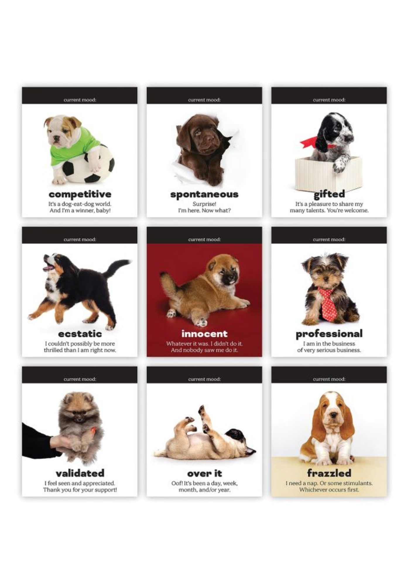 fred - daily doggo - desktop flip book