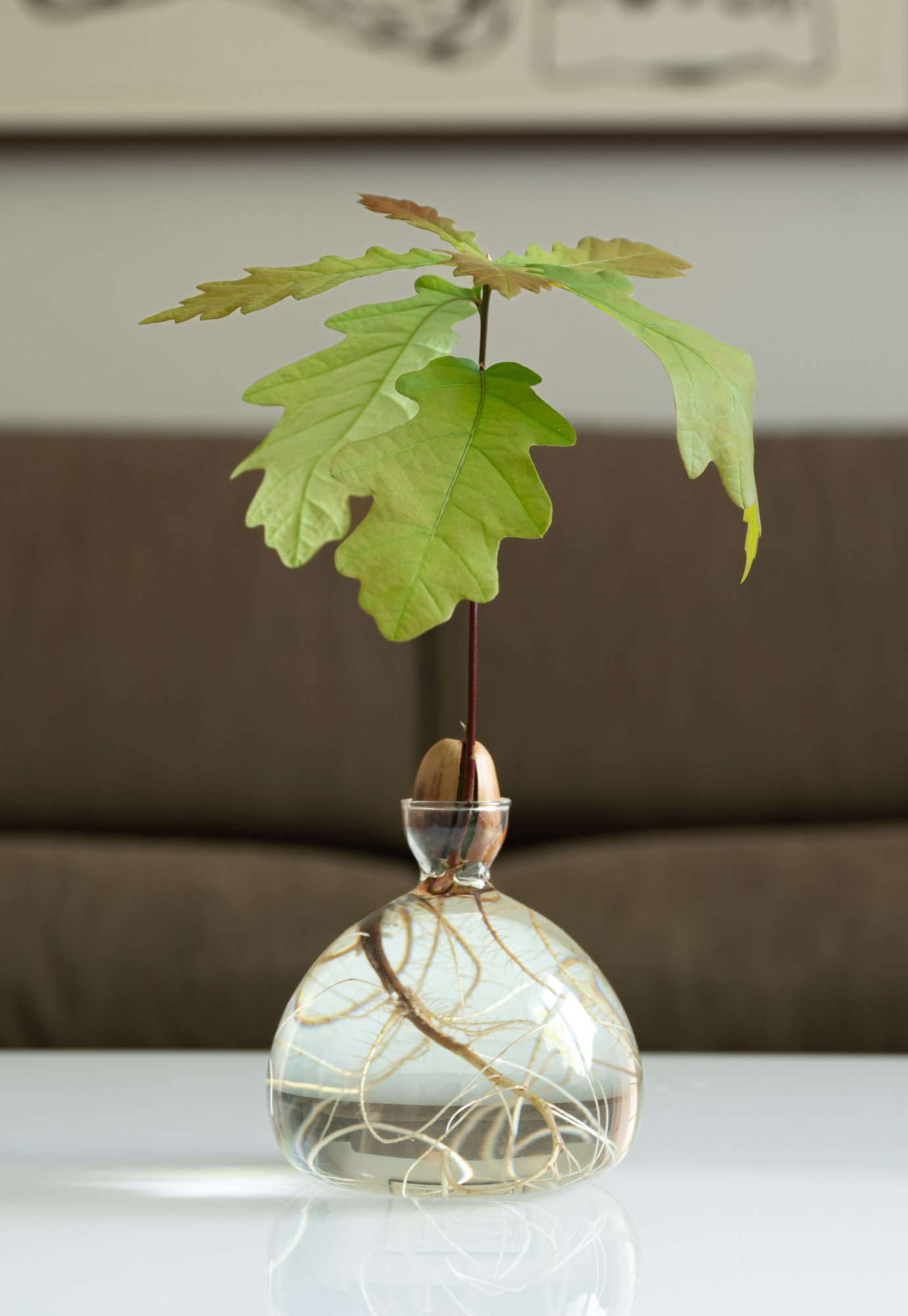 ilex studio - acorn vase - clear