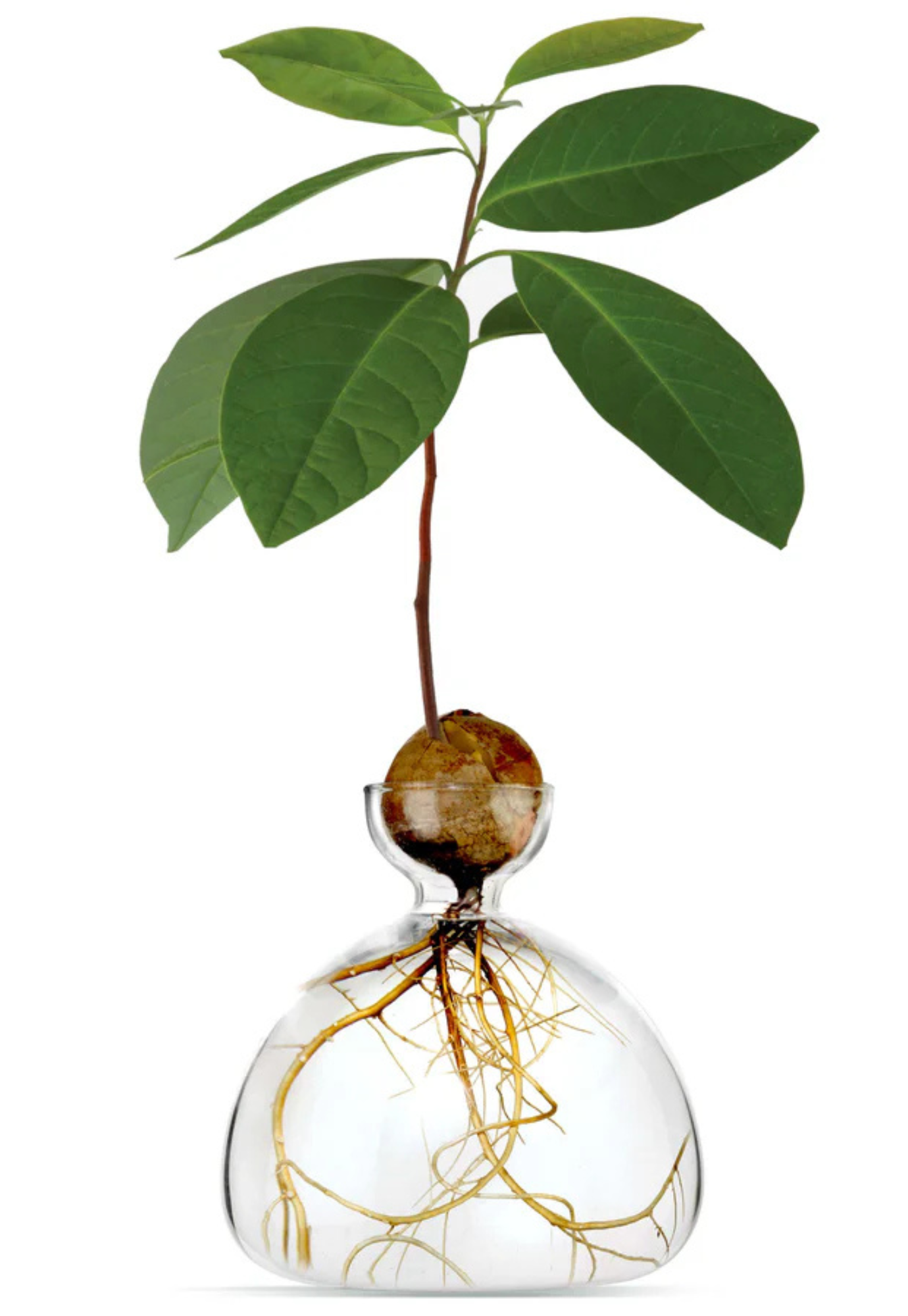 ilex studio - avocado vase - clear