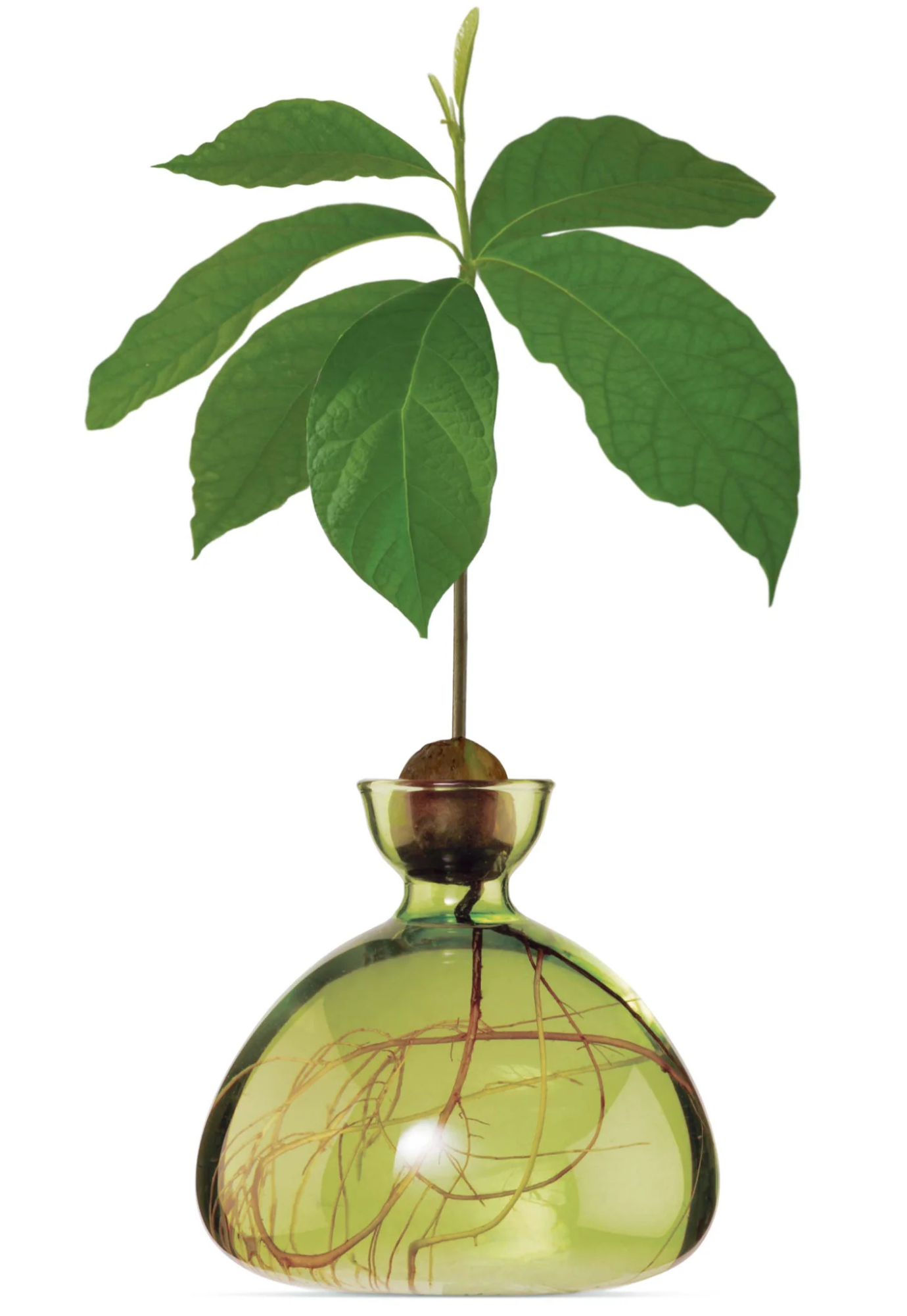 ilex studio - avocado vase - grass green