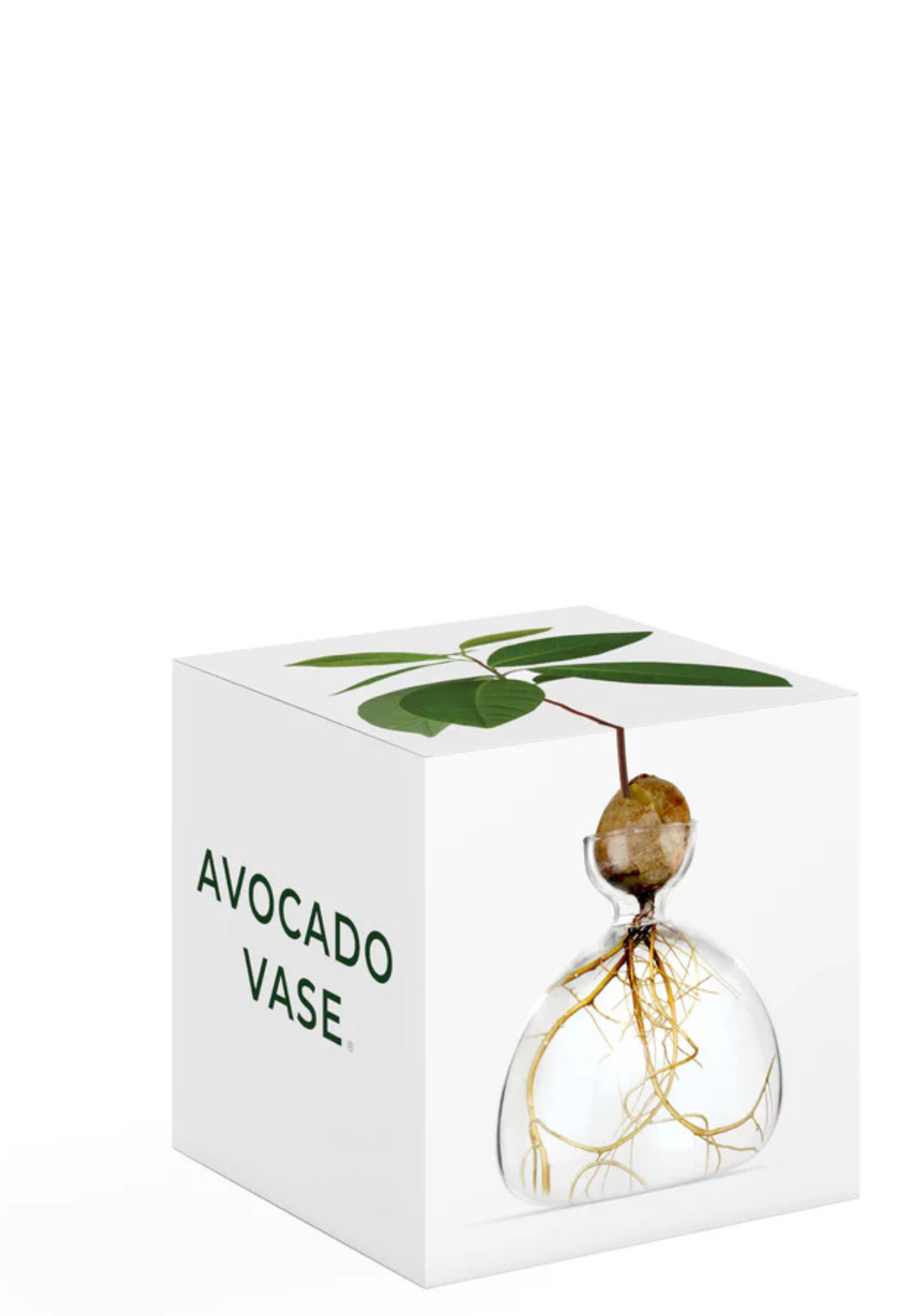 ilex studio - avocado vase - clear
