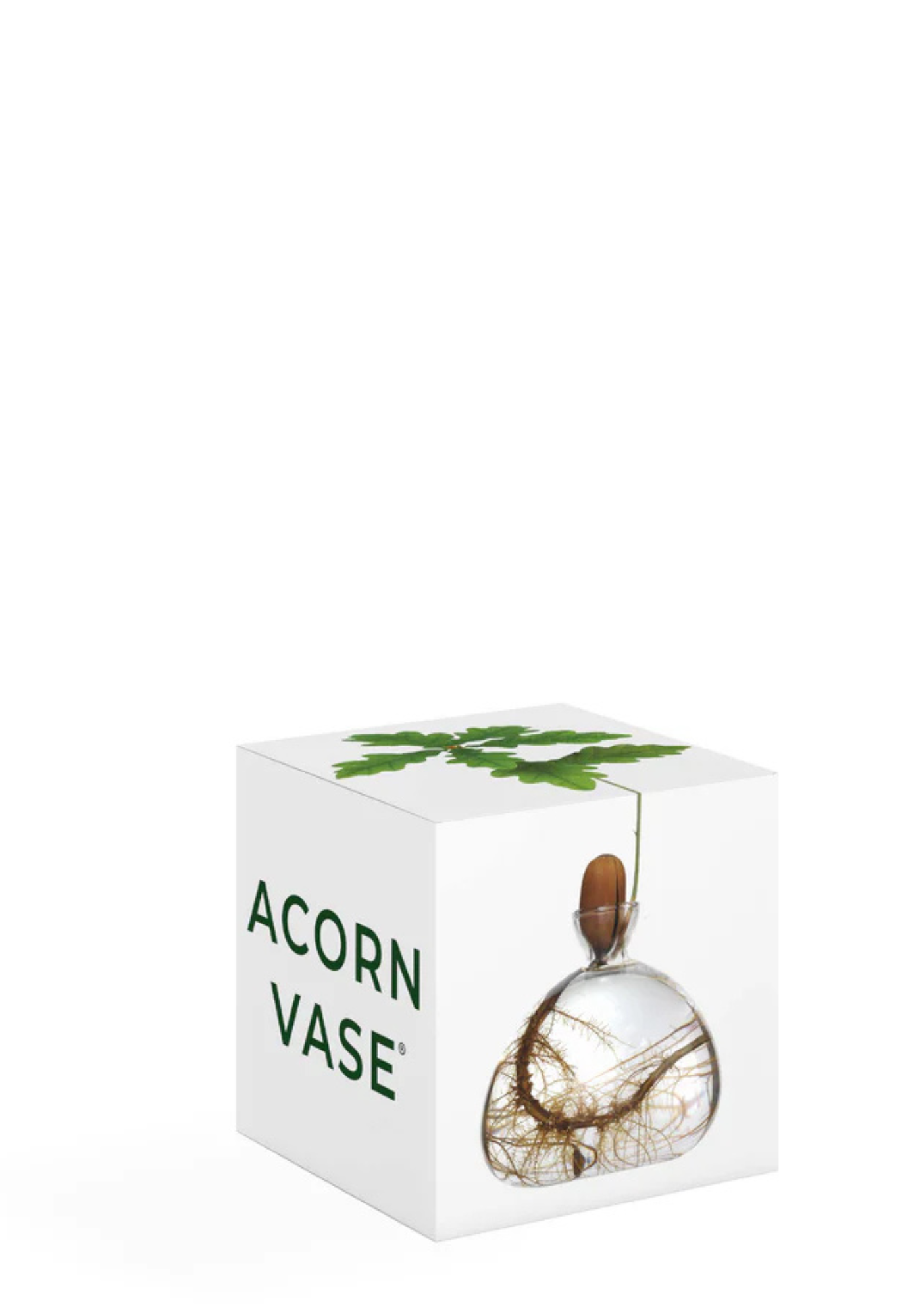 ilex studio acorn vase in box