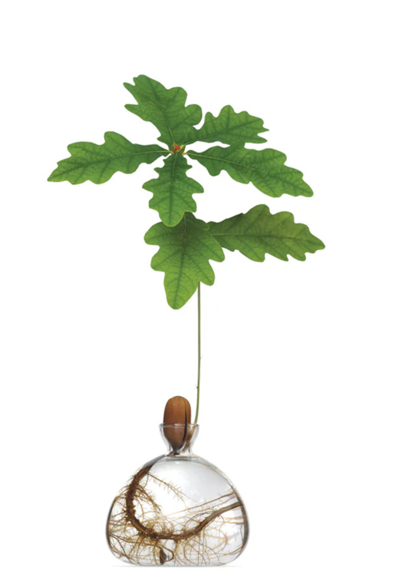 front view of acorn vase showing elegant borosilicate glass design and compact 10cm size