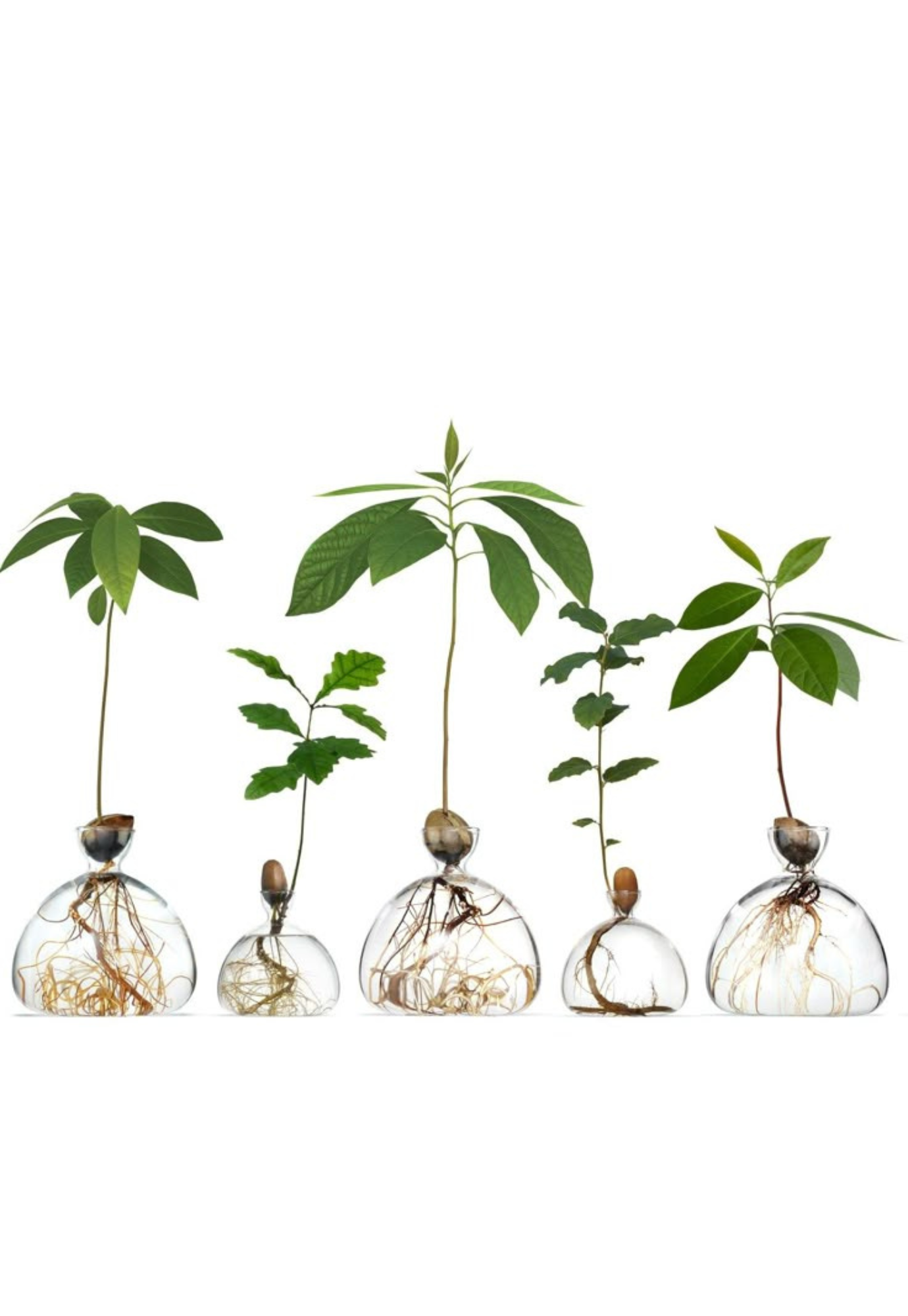 display of the ilex studio acorn vase