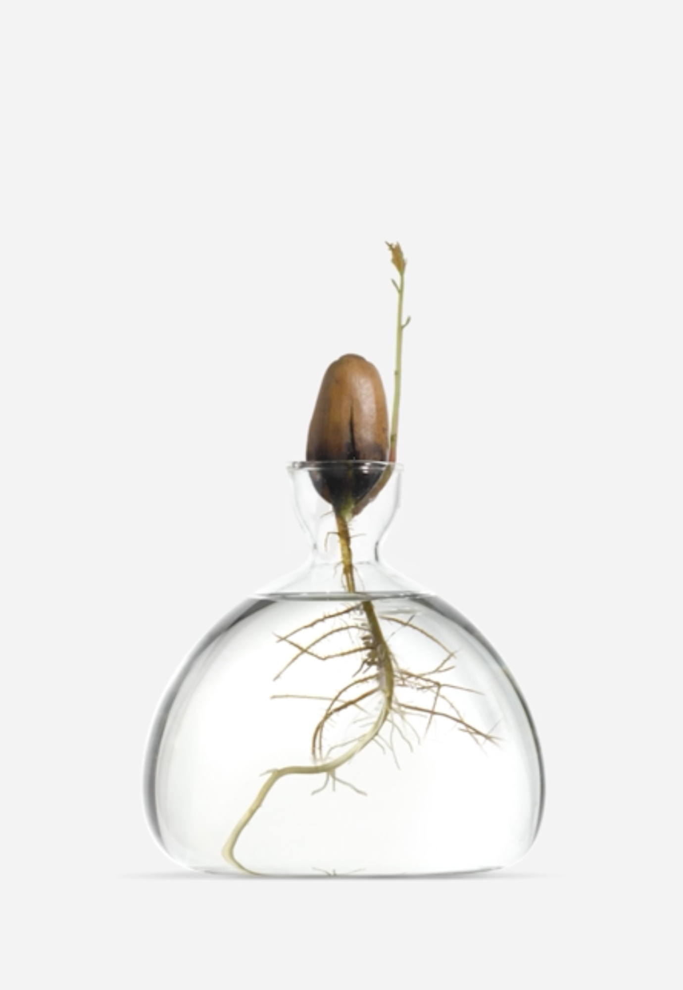 ilex studio - acorn vase - clear