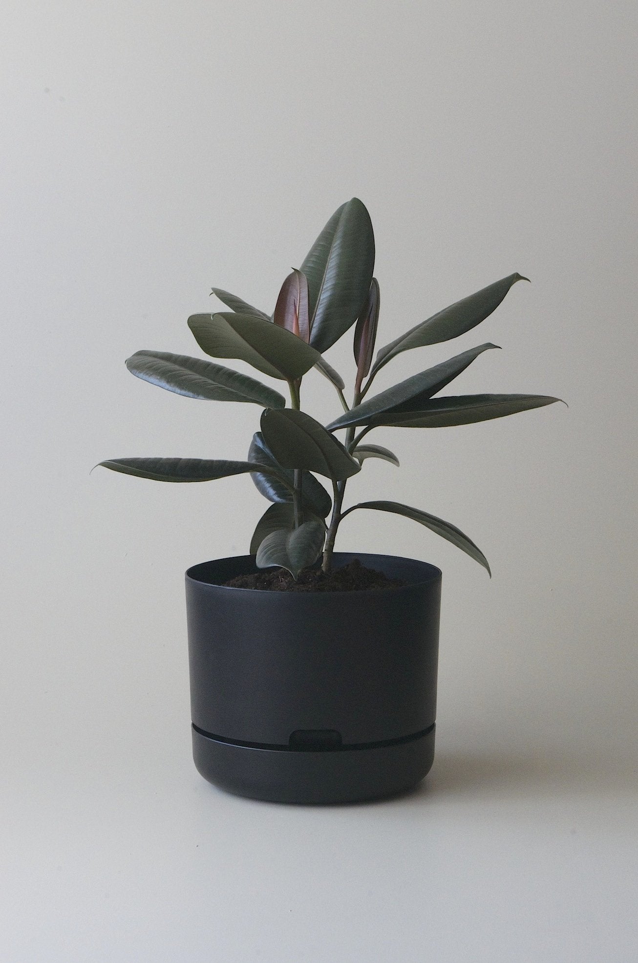 mr kitly - self watering pot - 375mm