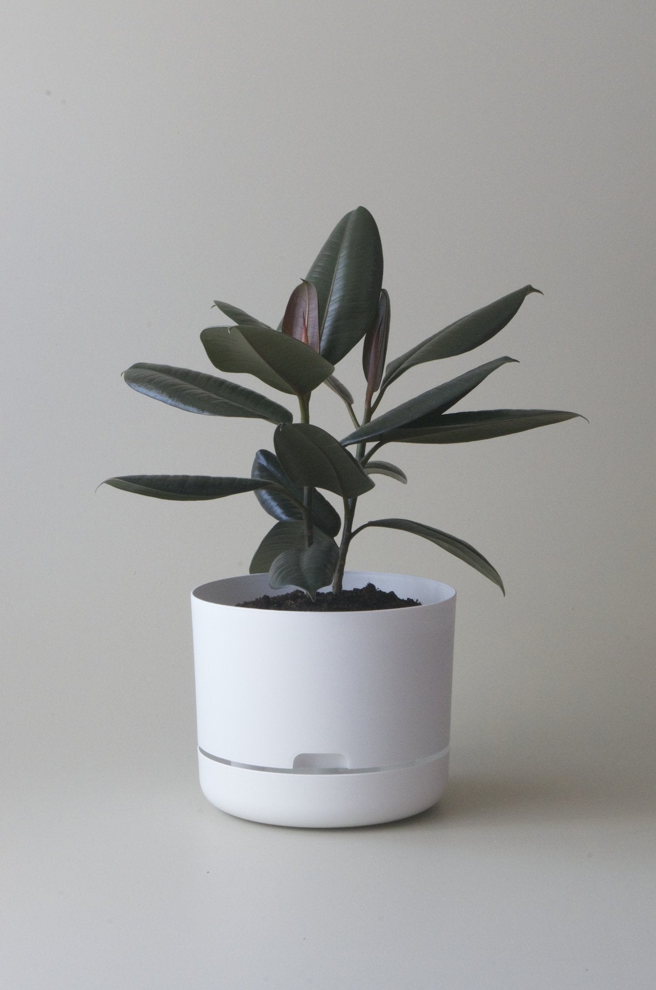 mr kitly - self watering pot - 375mm